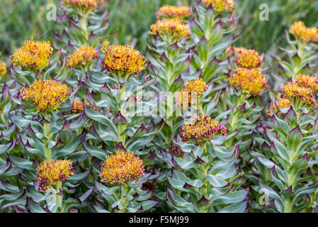 Radice d'oro rosa / root / western roseroot (Rhodiola rosea / Sedum rosea / Sedum roseum) in fiore Foto Stock