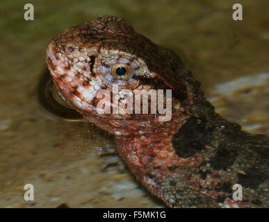 Maschio coccodrillo cinese lizard (Shinisaurus crocodilurus) affiorante dall'acqua, rendendo contatto visivo Foto Stock