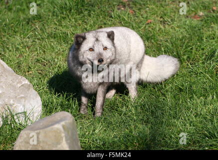 Arctic or Polar Fox (Alopex Lagopus, Vulpes Lagopus) Foto Stock