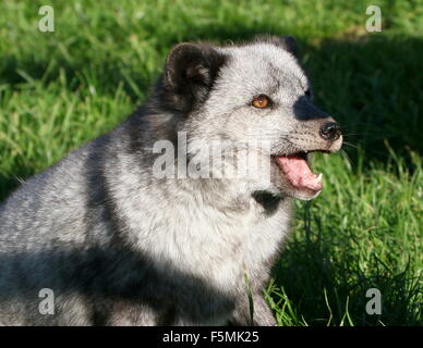 Arctic or Polar Fox (Alopex Lagopus, Vulpes Lagopus) during  summer, mouth open, teeth showing Foto Stock