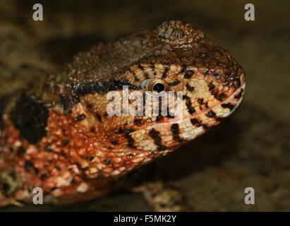 Extreme closeup della testa di un maschio cinese lucertola coccodrillo (Shinisaurus crocodilurus) Foto Stock