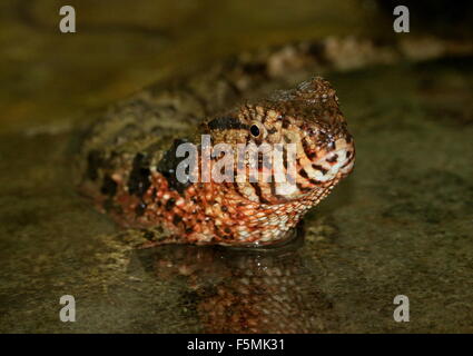 Maschio coccodrillo cinese lizard (Shinisaurus crocodilurus) in acqua e di fronte alla fotocamera Foto Stock