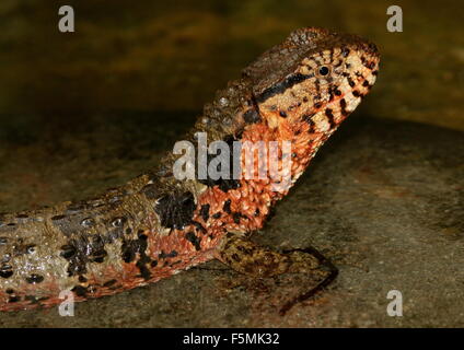 Maschio coccodrillo cinese lizard (Shinisaurus crocodilurus), primo piano della testa, visto di profilo Foto Stock