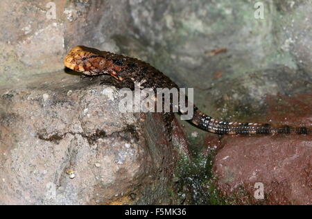 I capretti maschio coccodrillo cinese lizard (Shinisaurus crocodilurus) Foto Stock