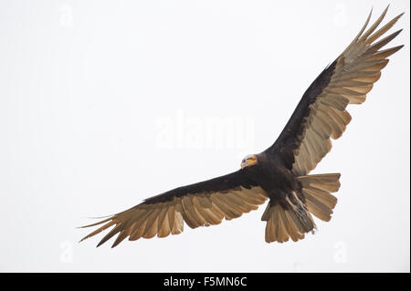 Minor giallo-headed Vulture (Cathartes burrovianus) battenti, Araras Ecolodge, Mato Grosso, Brasile Foto Stock