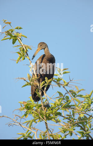Limpkin (Aramus guarauna) appollaiato in un albero, Araras Ecolodge, Mato Grosso, Brasile Foto Stock