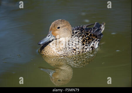 Il germano reale (Anas platyrhynchos) nuoto sul lago, George C. Reifel uccello migratore Riserva, Vancouver , British Columbia, Canada Foto Stock