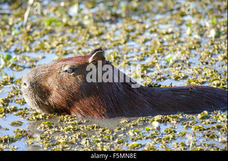 Capibara (Hydrochoerus hydrochaeris) nuotare nel lago, il Pantanal, Mato Grosso, Brasile Foto Stock