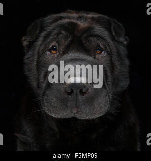 Nero shar pei Foto Stock