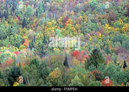 Caduta di fogliame fiume Androscoggin Coos County New Hampshire New England USA Foto Stock