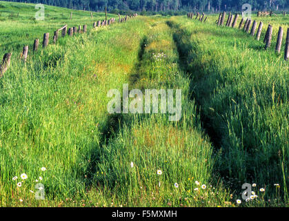 Le tracce del veicolo attraverso il campo di fieno, Burwash, Ontario, Canada. Foto Stock