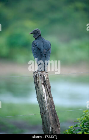 Avvoltoio nero (Coragyps atratus) arroccato su di un palo da recinzione del Pantanal, Mato Grosso, Brasile Foto Stock