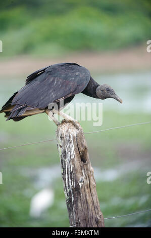 Avvoltoio nero (Coragyps atratus), arroccato su di un palo da recinzione, il Pantanal, Mato Grosso, Brasile Foto Stock