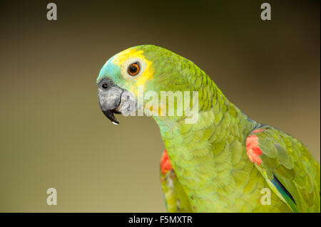 Blu-fronteggiata Amazon Parrot (Amazon aestiva), il Pantanal, Mato Grosso, Brasile Foto Stock