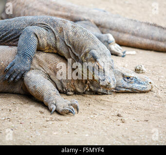 La lucertola più grande drago di Komodo (Varanus komodoensis) nel selvaggio, Indonesia Foto Stock