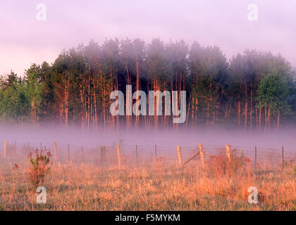 Stand di pino rosso nel campo di nebbia di sunrise, Burwash, Ontario, Canada. Foto Stock