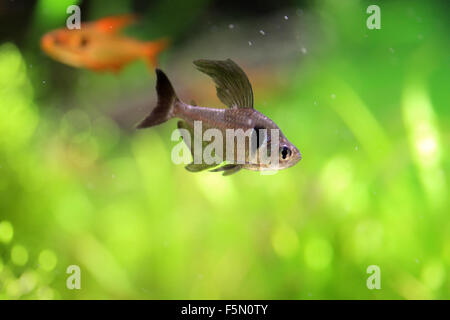 Fantoccio nero tetra (Hyphessobrycon megalopterus) Foto Stock