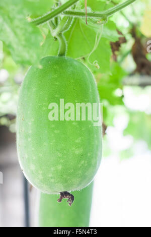 Melone invernale appeso dal ramo in giardino, stock photo Foto Stock