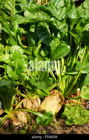 Alcuni dei più grandi Mangelwurzel sono in crescita in una riga Foto Stock