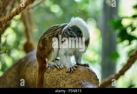 Il cotone-top tamarin monkey (Saguinus oedipus) Foto Stock