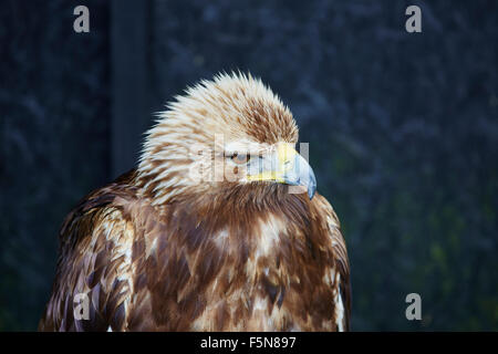 Un captive golden eagle,Aquila chrysaetos,rivolto a destra. Foto Stock