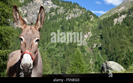 Libera asino su Alpi italiane, guardando alla fotocamera Foto Stock