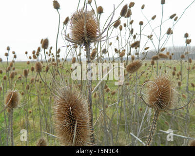 Thistle secco nel campo sminuisce l'autunno e l'inverno. Foto Stock