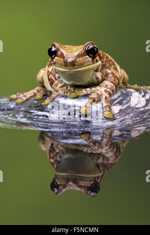 Amazon Latte (Rana Trachycephalus Resinifictrix) Foto Stock