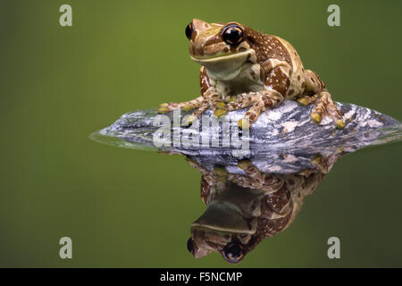 Amazon Latte (Rana Trachycephalus Resinifictrix) Foto Stock