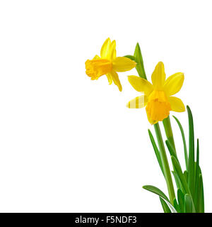 Fiori di Primavera narciso isolati su sfondo bianco. Foto Stock