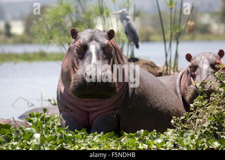 Hippopotamus amphibius metà al di fuori dell'acqua circondato da giacinto di acqua con airone cenerino a ridosso del lago Naivasha Kenya Foto Stock