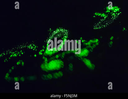 Nube di colore verde brillante delle particelle di polvere galleggianti in aria e illuminata da un fascio laser. Psichedelia spacey atmosfera. Foto Stock