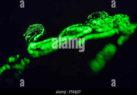 Nube di colore verde brillante delle particelle di polvere galleggianti in aria e illuminata da un fascio laser. Psichedelia spacey atmosfera. Foto Stock