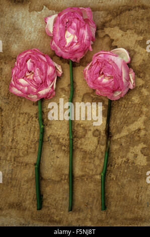 Tre rosa pallido e rose bianche con lunghi steli di morire e dolcemente appiattita giacente sulla carta macchiata Foto Stock