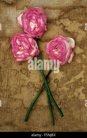 Tre rosa pallido e rose bianche con lunghi steli di morire e dolcemente appiattita giacente sulla carta macchiata Foto Stock