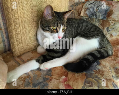 Tiger striped tabby gattino. Foto Stock