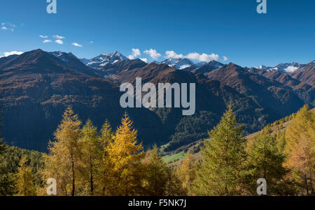 Ingiallito Unione larice (Larix decidua), autunnale di foreste di montagna, Lasörling e Lasörlinggruppe dietro, Virgental superiore Foto Stock