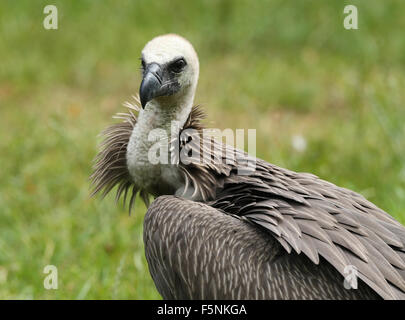 Close up di un grifone Foto Stock