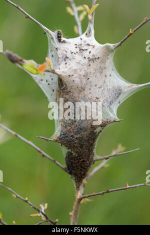 Giovani bruchi nel nido (Lymantria dispar) Foto Stock