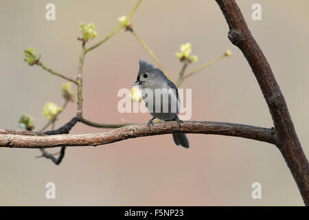 Cincia tufted appollaiato in un albero di sassofrasso Foto Stock