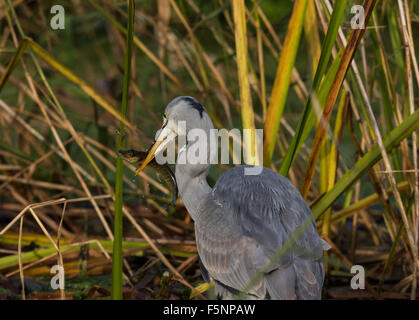 Airone cenerino con Jack Pike Foto Stock