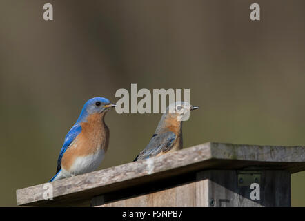 Maschio e femmina Bluebirds orientale difendere nestbox Foto Stock