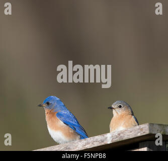 Maschio e femmina Bluebirds orientale difendere nestbox Foto Stock
