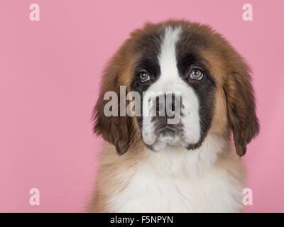 San Bernardo cucciolo ritratto Foto Stock