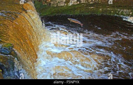 Un salmone fa un coraggioso tentativo di salto Stainforth vigore nello Yorkshire Dales Foto Stock