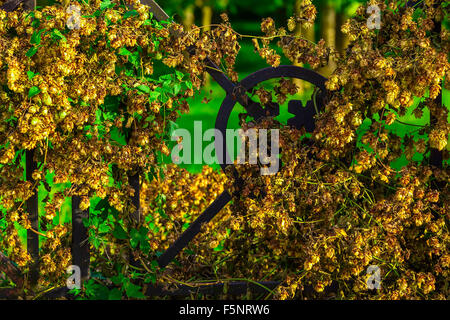 Il focus principale di immagine sulla parte decorativa di recinzione in ferro a secco di fiori sul fondo sfocato di erba verde Foto Stock