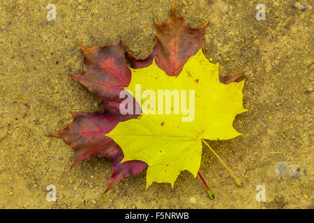 Caduto l'autunno colorato di foglie di acero giacente a terra Foto Stock