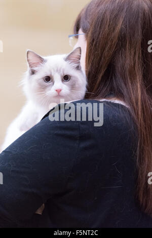 Tamworth, Staffordshire. 07 Nov, 2015. Sabato 7 novembre 2015 la British gatto Ragdoll Club xiv Championship Show tenutosi a Wilnecote Leisure Centre Tamworth Credito: David Holbrook/Alamy Live News Foto Stock