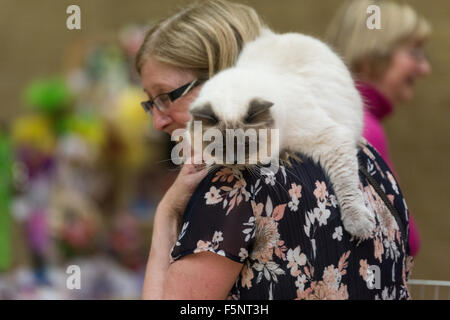 Tamworth, Staffordshire. 07 Nov, 2015. Sabato 7 novembre 2015 la British gatto Ragdoll Club xiv Championship Show tenutosi a Wilnecote Leisure Centre Tamworth Credito: David Holbrook/Alamy Live News Foto Stock