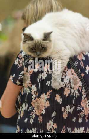 Tamworth, Staffordshire. 07 Nov, 2015. Sabato 7 novembre 2015 la British gatto Ragdoll Club xiv Championship Show tenutosi a Wilnecote Leisure Centre Tamworth Credito: David Holbrook/Alamy Live News Foto Stock